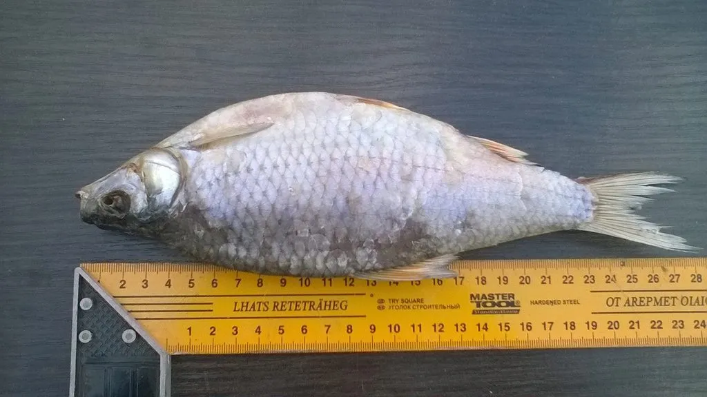 рыба вяленая в Волгодонске