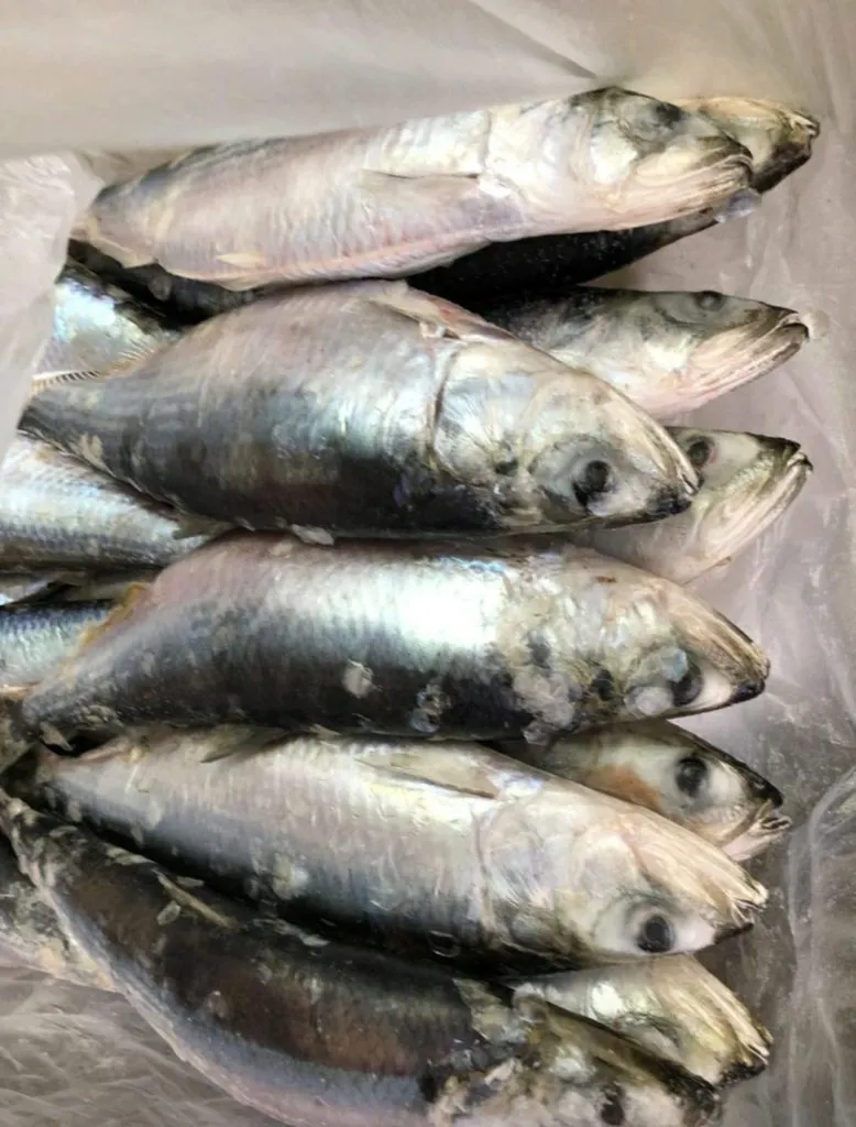 идеальная рыба для копчения (сельдь) в Ростове-на-Дону