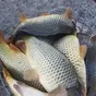 малек прудовой рыбы оптом в Ростове-на-Дону