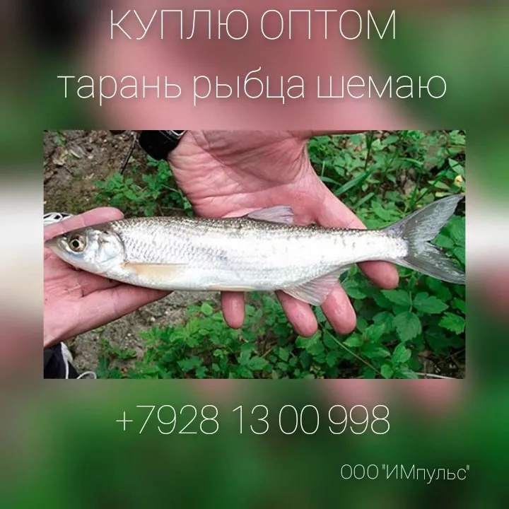 покупаю тарань, рыбца, шемаю в Ростове-на-Дону