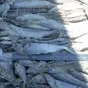 зимняя рыба на вялку оптом в Ростове-на-Дону