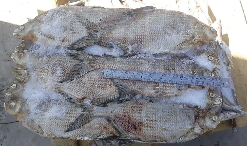 зимняя рыба на вялку оптом в Ростове-на-Дону 2