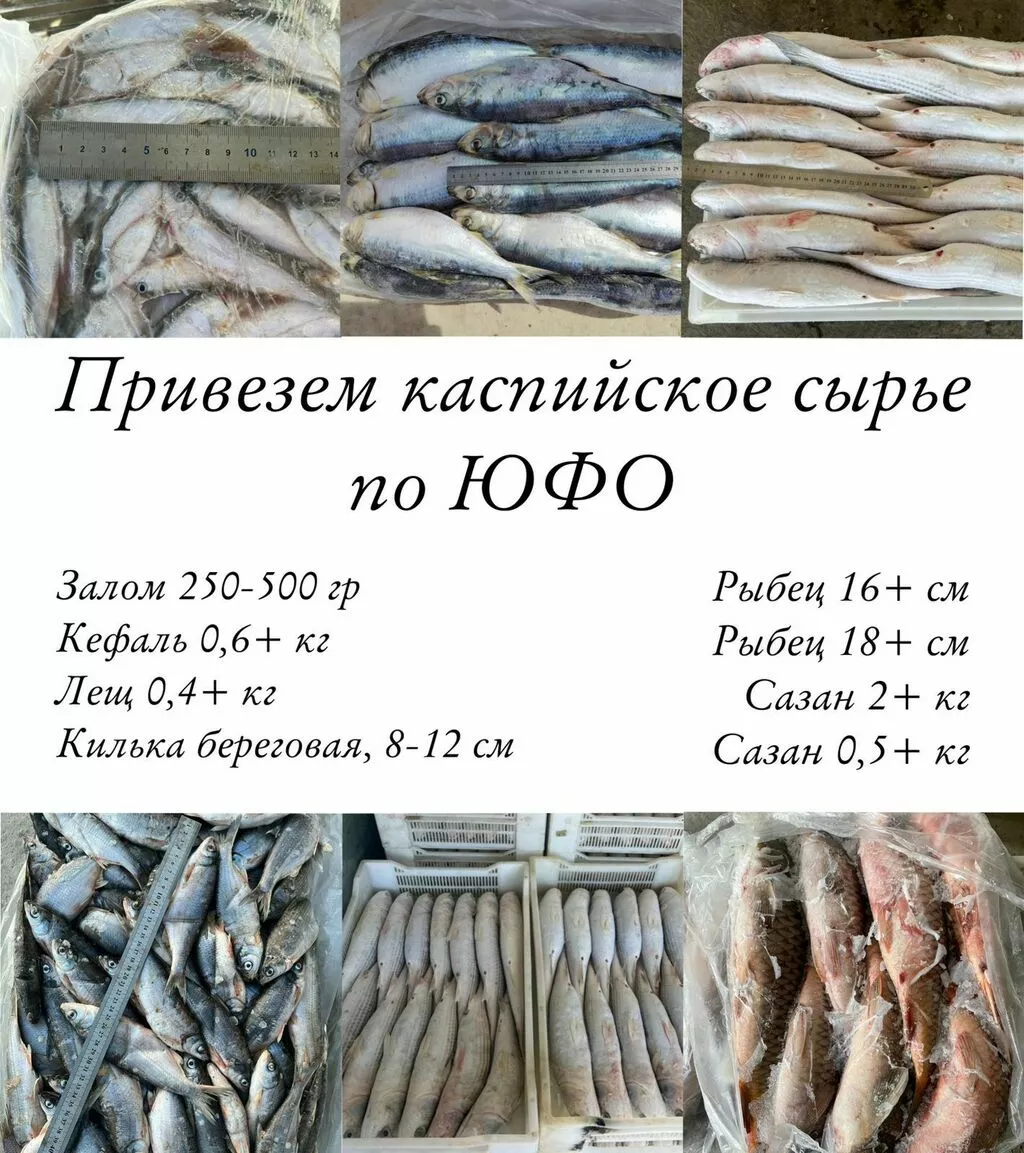 вобла лещ плотва сазан кефаль рыбец в Ростове-на-Дону