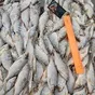 каспийская рыба с доставкой по РФ в Ростове-на-Дону 2