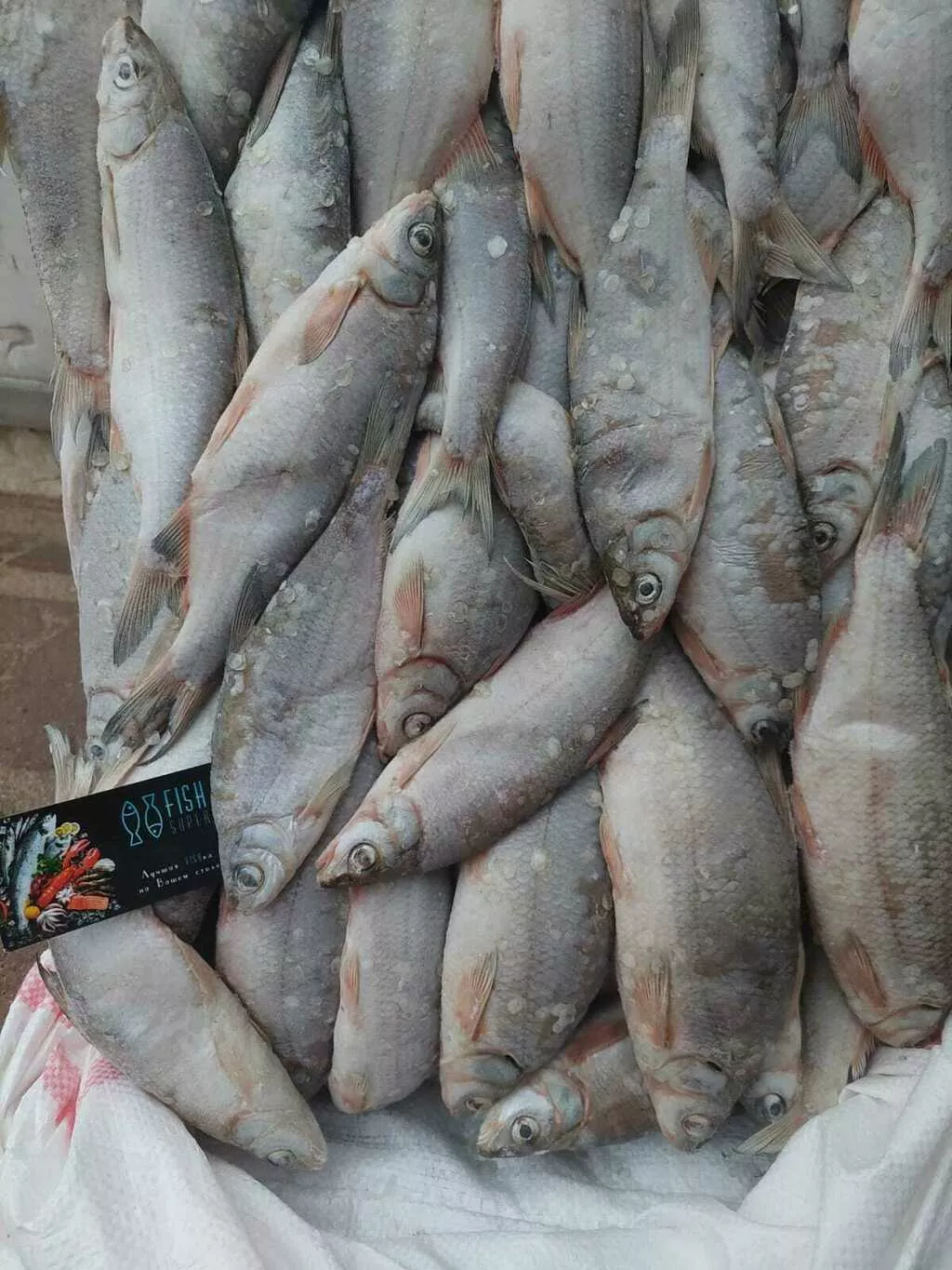фотография продукта Рыбец средне-крупный икряной в ростове