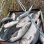 прудовая живая рыба в Ростове-на-Дону и Ростовской области