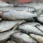 сибирская рыба под вялку: плотва, сырок в Ростове-на-Дону и Ростовской области 2