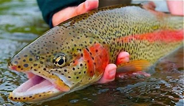 http://rostov.fishretail.ru/data/tradeboard/83306/tradeboard0clcCy_img.jpg