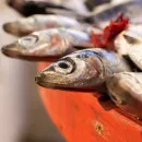 В Ростовской области ветврачи завершили плановые обследования рыбоводных хозяйств