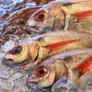 Рыбопереработка в Ростовской области увеличилась на 14%
