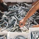 На территории Ростовской области произведен ветеринарный контроль в отношении 325 тонн рыбы и рыбопродуктов, предназначенных для экспорта