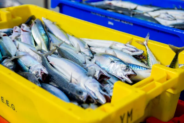 В Ростовской области хотят открыть большой рыбный рынок