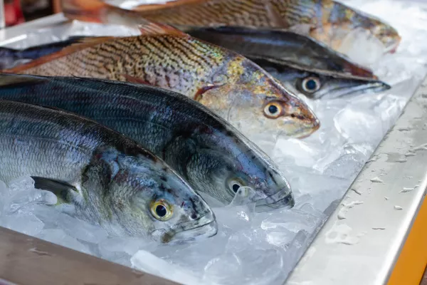 В Азовском районе ведется строительство завода по производству кормов для ценных видов рыбы