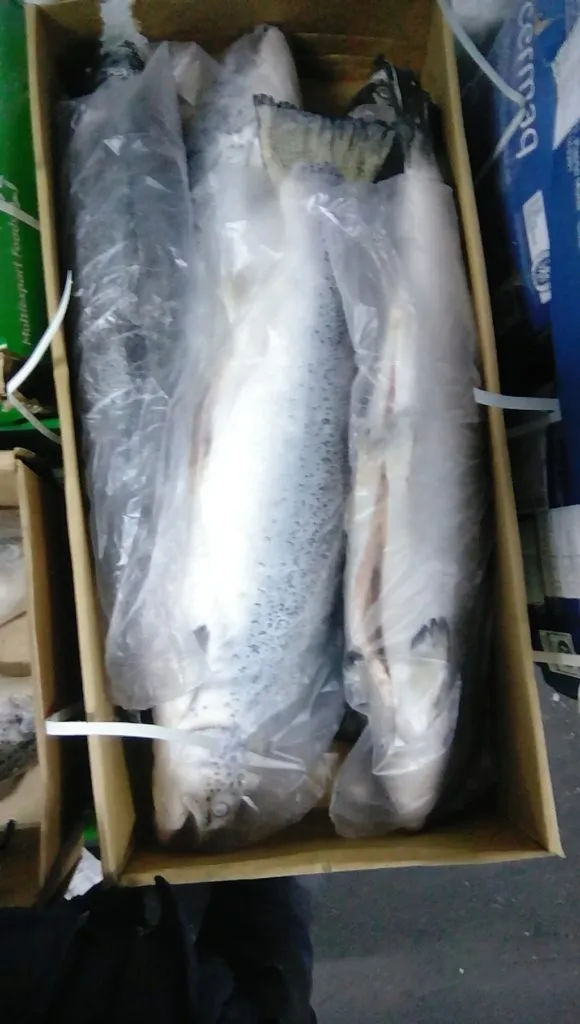 фотография продукта Охлажденная рыба:  Семга, Дорадо, Сибас.