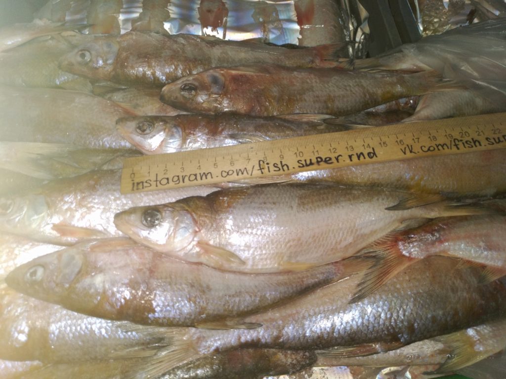 Магазин рыбец 64 в саратове. Магазин рыбец. Магазин рыбец. Магазин рыбец 64 в саратове. Рыбец магазин саратов техническая.