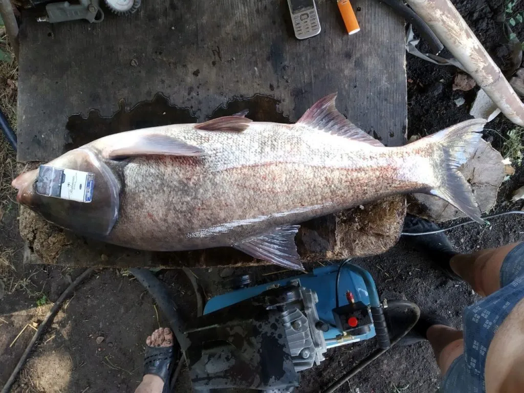 крупная живая прудовая рыба в Ростове-на-Дону