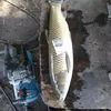 крупная живая прудовая рыба в Ростове-на-Дону 3