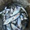 снижена цена на мелкую прудовую рыбу в Ростове-на-Дону 4