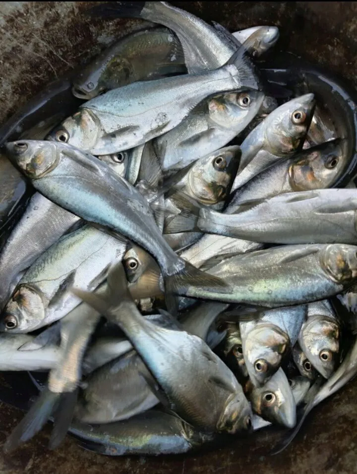 снижена цена на мелкую прудовую рыбу в Ростове-на-Дону 3