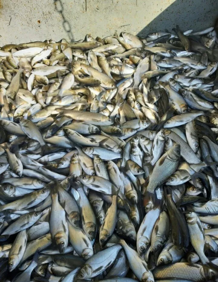 снижена цена на мелкую прудовую рыбу в Ростове-на-Дону 2