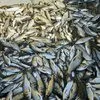 снижена цена на мелкую прудовую рыбу в Ростове-на-Дону 2