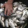 снижена цена на мелкую прудовую рыбу в Ростове-на-Дону