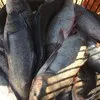 огромный ассортимент живой рыбы в Ростове-на-Дону 2