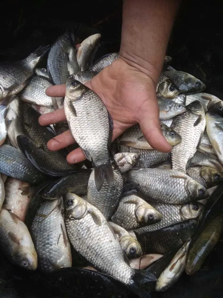 огромный ассортимент живой рыбы в Ростове-на-Дону
