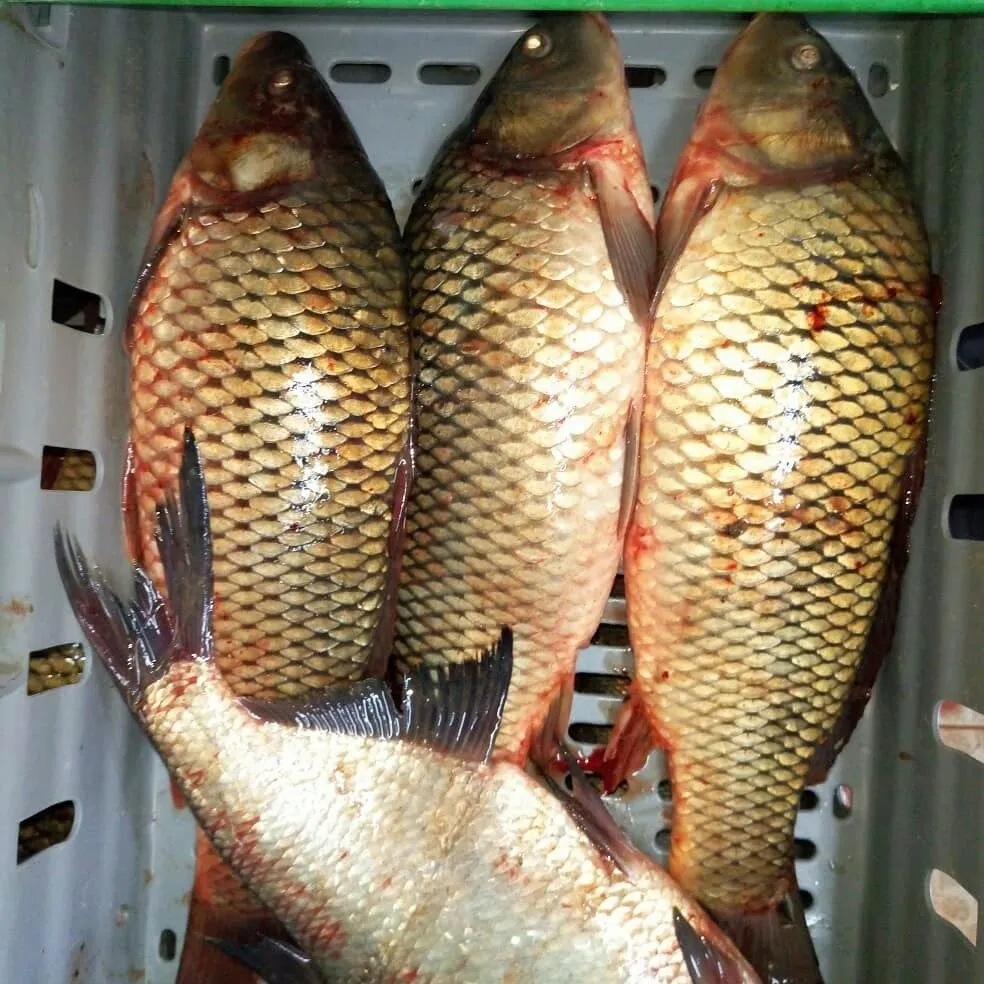 фотография продукта Каспийская рыба,доставка завтра!