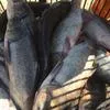 живая рыба в наличии и под заказ: в Ростове-на-Дону