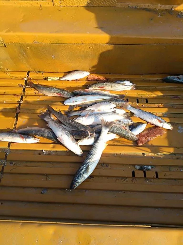 свежая морская азовская рыба в Ростове-на-Дону 2