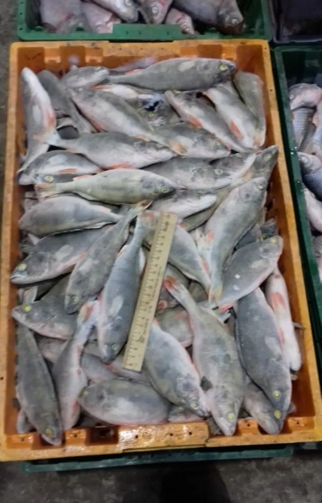 донская рыба в наличии в Ростове-на-Дону