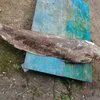 балычный амурский сом в наличии 18 тонн в Ростове-на-Дону