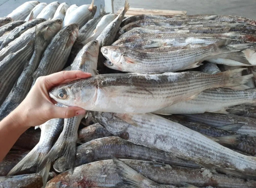 рыба каспия с доставкой в Ростове-на-Дону 3
