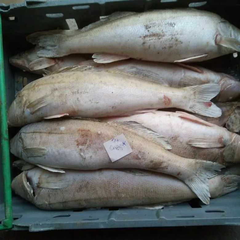 фотография продукта Цимлянская Рыба Свежемороженая 