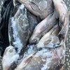 иркутская рыба на вялку в Ростовской обл в Ростове-на-Дону