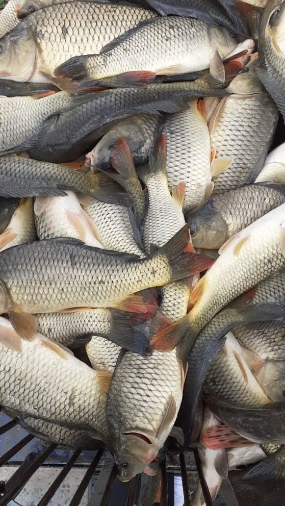 снижение цены на живую рыбу в Ростове-на-Дону