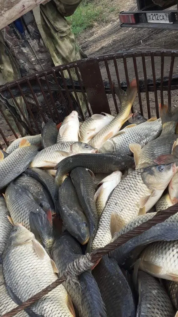 снижение цены на живую рыбу в Ростове-на-Дону 2