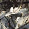 снижение цены на живую рыбу в Ростове-на-Дону 2