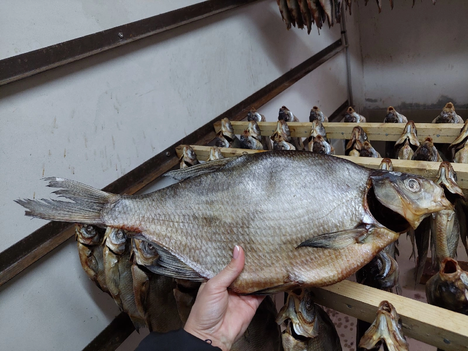 вяленая рыбка нашего производства в Ростове-на-Дону 5