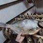 вяленая рыбка нашего производства в Ростове-на-Дону 5