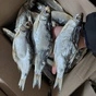 вяленая рыбка нашего производства в Ростове-на-Дону 4