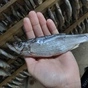 вяленая рыбка нашего производства в Ростове-на-Дону