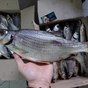 вяленая рыбка нашего производства в Ростове-на-Дону 2