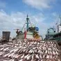 свежемороженая рыба по оптовым ценам в Ростове-на-Дону и Ростовской области