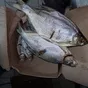некондиционная вяленая рыба на тушку в Ростове-на-Дону 3