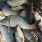 живая рыба, прудовая, оптом в Ростове-на-Дону 2