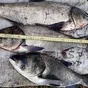 живая рыба, прудовая, оптом в Ростове-на-Дону 3