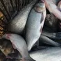 живая рыба, прудовая, оптом в Ростове-на-Дону