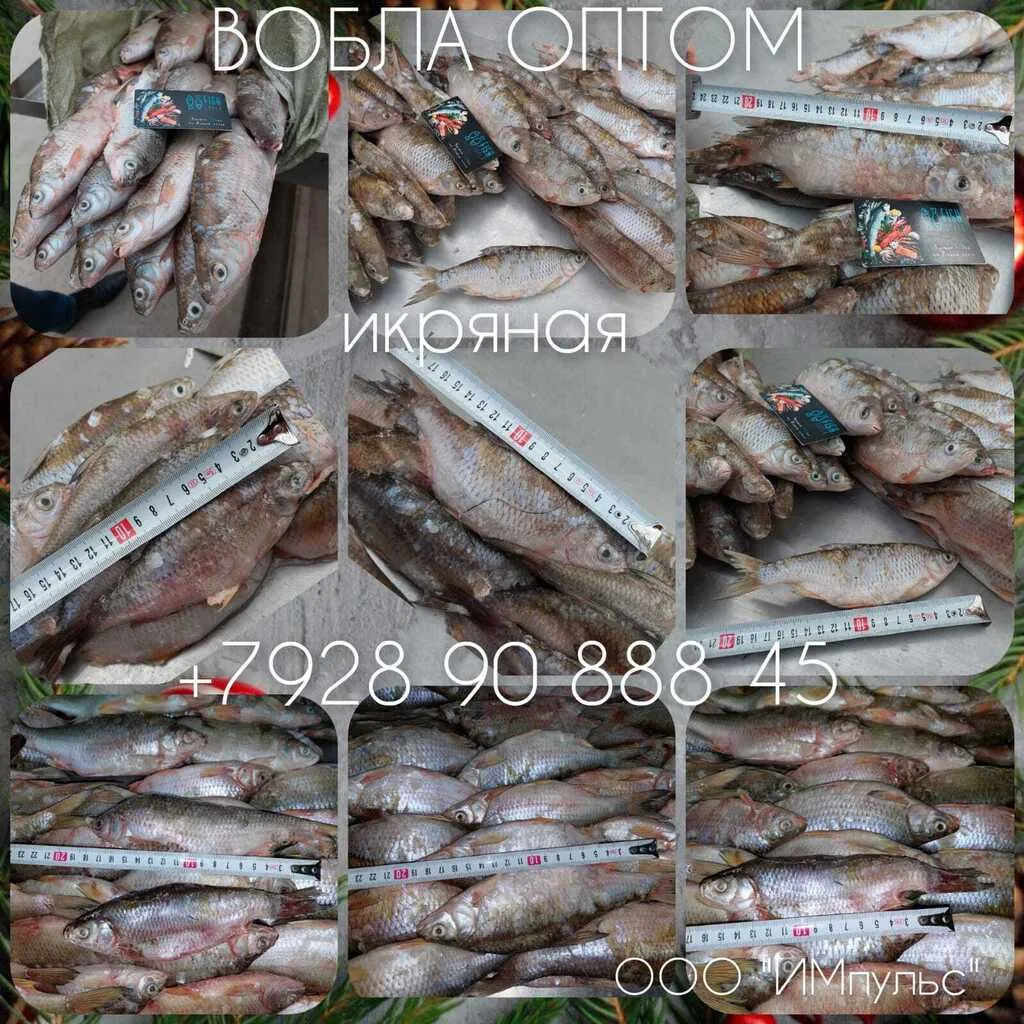 ассортимент рыбы на вялку в Ростове-на-Дону 3